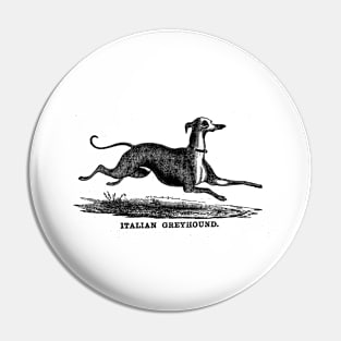 Italian greyhound Pin