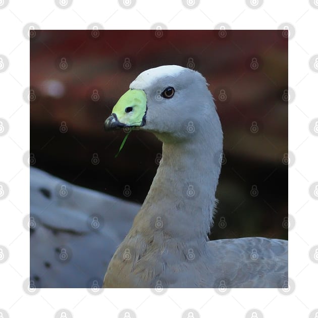 Green Black Beak and Gray Feathers Cape Barren Goose at The Zoo by DesignMore21