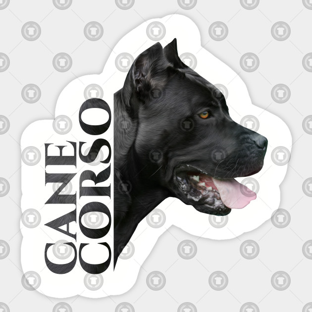 Cane Corso Italian Mastiff