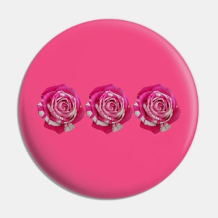 Three Pink and White Roses Floral Photo Pin