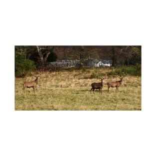 Highland deer in Scotland T-Shirt