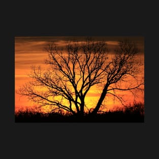 Blazing Sunset with a Tree silhouette T-Shirt