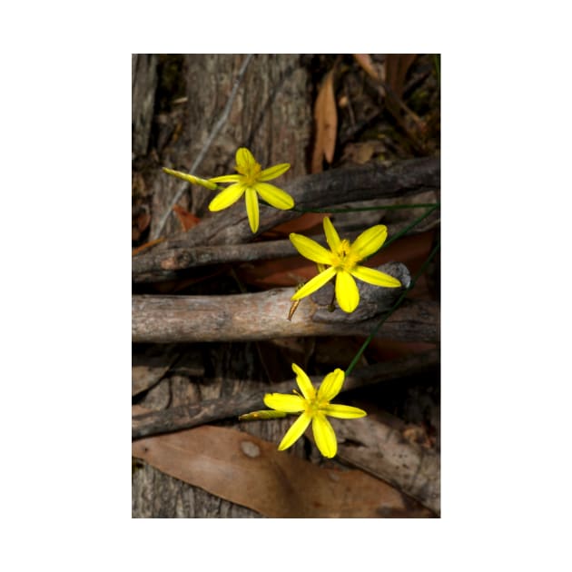 Yellow Rush Lilies by GP1746