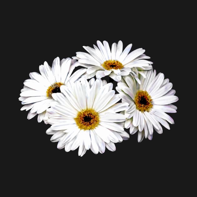 Daisies - Four White Daisies by SusanSavad