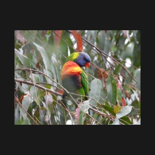 Rainbow Lorikeet in Norton Summit T-Shirt