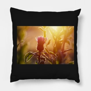 Winter meadow at sunrise Pillow