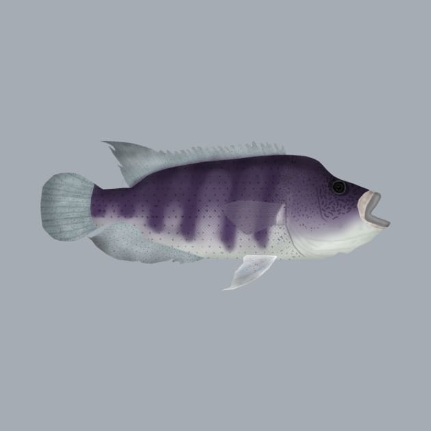 Wolf Cichlid by FishFolkArt