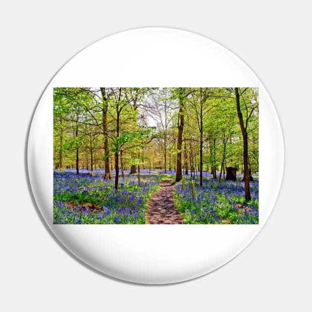 Bluebell Woods Greys Court England UK Pin by AndyEvansPhotos