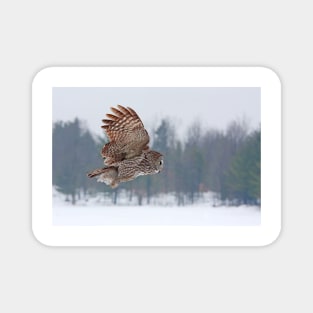 Flyby - Great Grey Owl Magnet