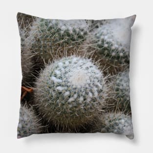 Palermo Botanical Garden Cactus Pillow