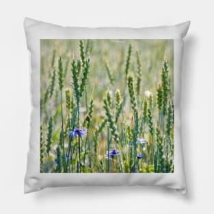 Cornflowers in a wheat field Pillow