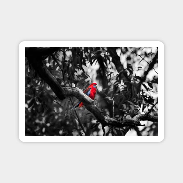 Crimson Rosella_3712A Magnet by seadogprints