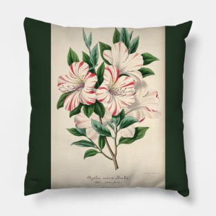 Azalea indica bealii by Charles Antonine Lemaire Pillow