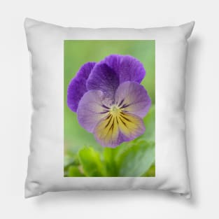 Pansy Viola  Photo with artistic filter applied Pillow