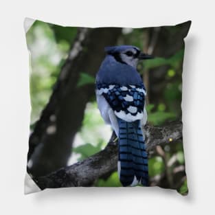 Blue Jay Pillow