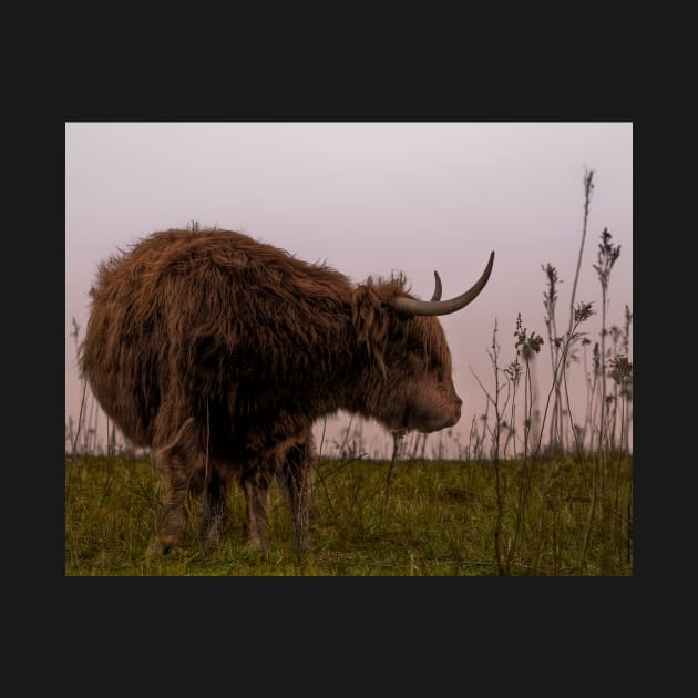 Scottish Highlander by hton