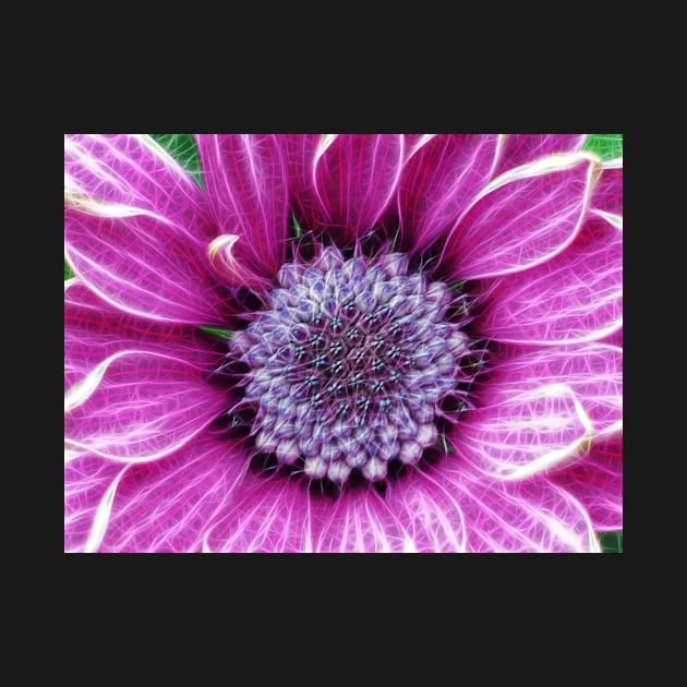 brightly coloured glowing purple and pink striped gazania by mister-john