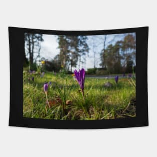 Purple flowering crocus. Time to spring Tapestry