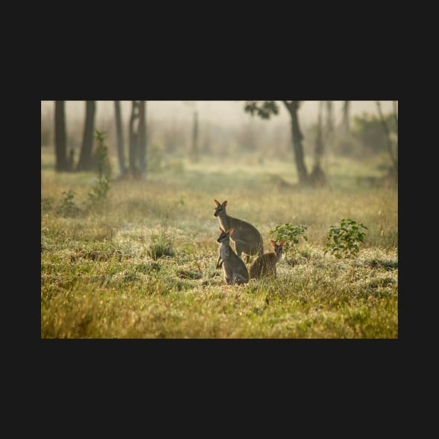 Agile Wallabies, Northern Territory by AndrewGoodall