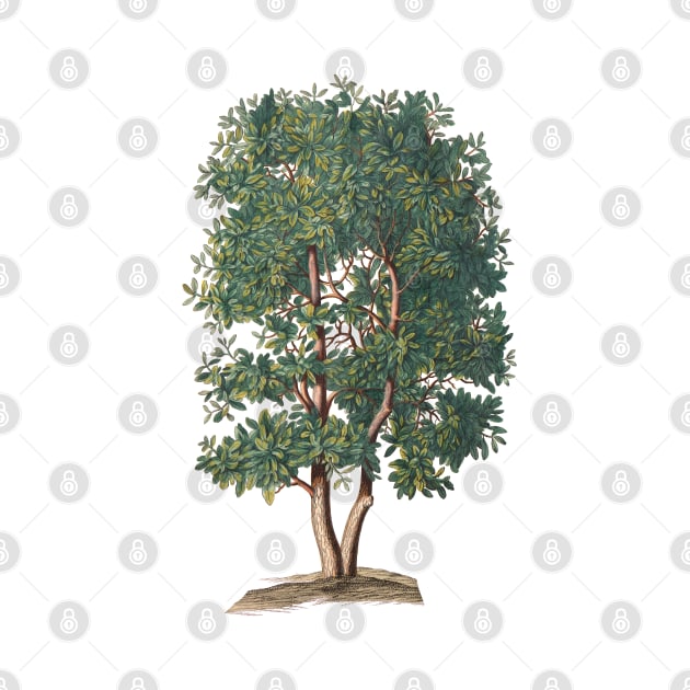 Tree Vintage Botanical Illustration by Biophilia