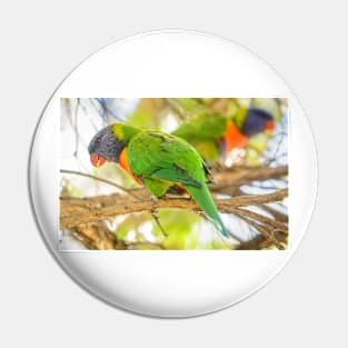 Lorikeets 02 Pin