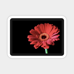 Single Red Gerbera flower Magnet