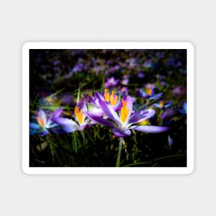 purple flowers, flower meadow, spring, blossoms, floral Magnet