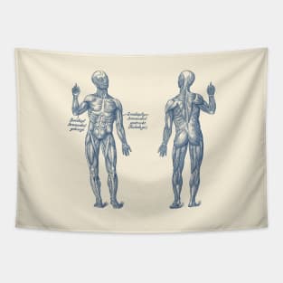 Arm Muscular System - Dual View - German Diagram - Vintage Anatomy Tapestry