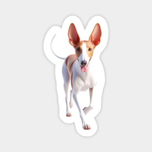 Ibizan Hound Magnet