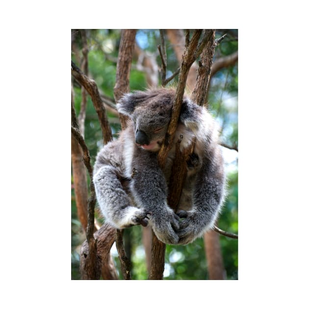 No Such Thing As Too Relaxed For A Koala by GP1746