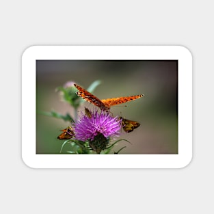 Let's Meet for Lunch ~ Gila National Forest, New Mexico Magnet