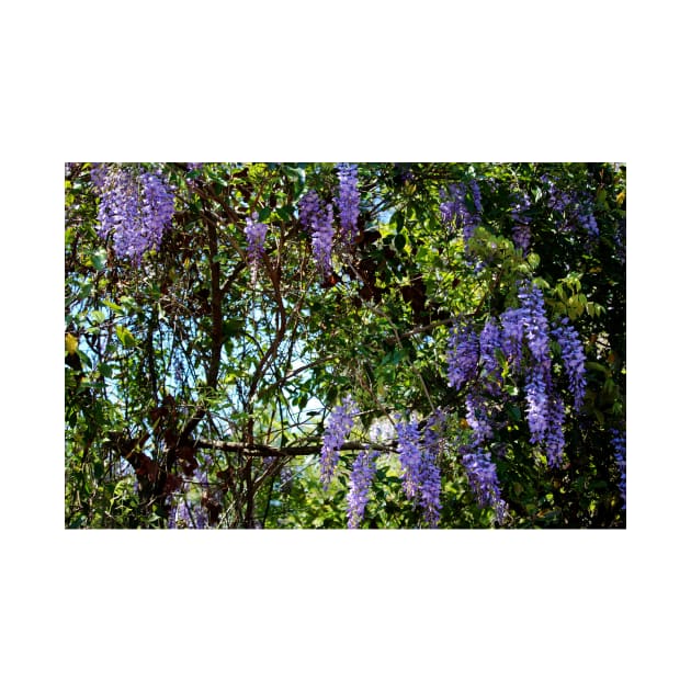 Sunlight On Wisteria by Cynthia48