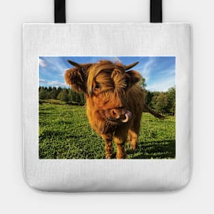 Scottish Highland Cattle Calf 2105 Tote