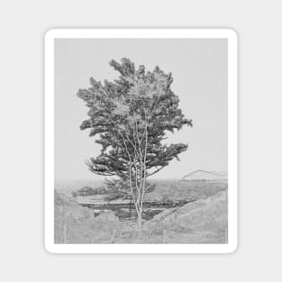 A study in grey of a lone tree. Magnet