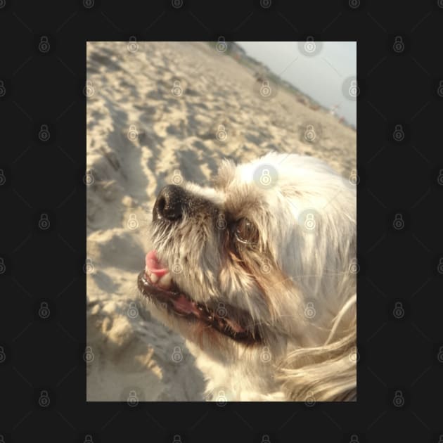 Beautiful photo of shih tzu dog on a beach while smiling by Annalisseart24