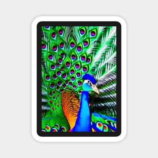 COLORFUL AND STUNNING SURREAL PEACOCK Magnet