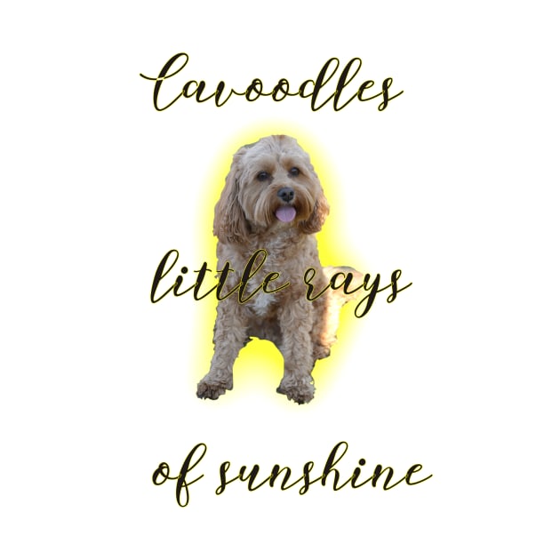 Cavoodles little rays of sunshine by Ians Photos and Art