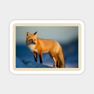 For Fox Sake Magnet