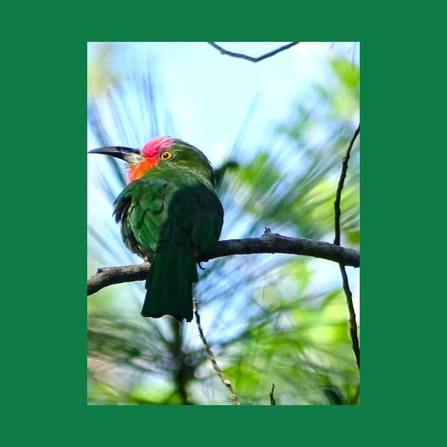 A SPLASH OF RED BEARDED BEE EATER by dumbodancer