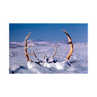 Caribou Antlers in The Snow T-Shirt