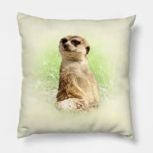 Meerkat Pillow