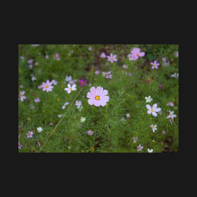 Mountain Flowers by Jacquelie