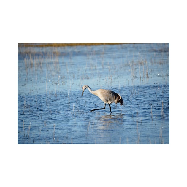 Sandhill Crane Wading thru Malheur NWR by DeniseBruchmanPhotography