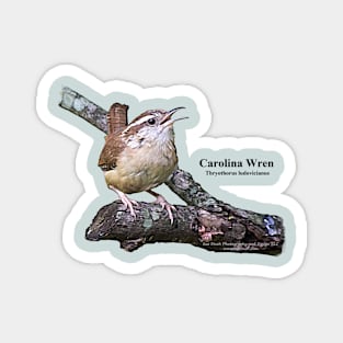 Carolina Wren Magnet