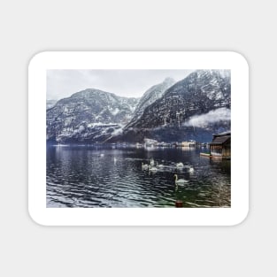 Swans in Lake Hallstatt Magnet