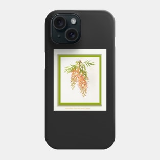 Grevillea, 'peaches and cream' Phone Case