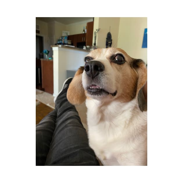 The shocked Beagle by Layla's Surgery Fundraiser