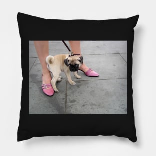 A cute puppy pug between a woman's legs in pink shoes Pillow