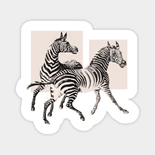 Animal zebras Magnet