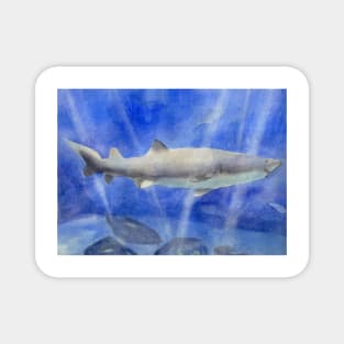 Shark Watercolor Painting Magnet